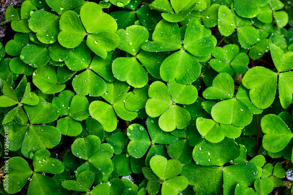 Klee ( Trifolium ). Klee ( Trifolium ).