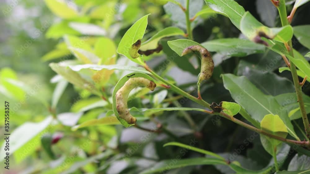 Disease on green Laurel tree leaves on branch in the garden. Laurus nobilis with illness on