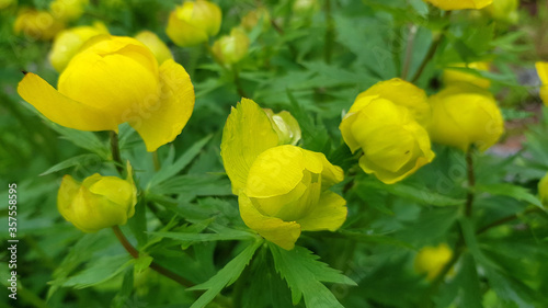 Photos garden flower  - Trollius yellow