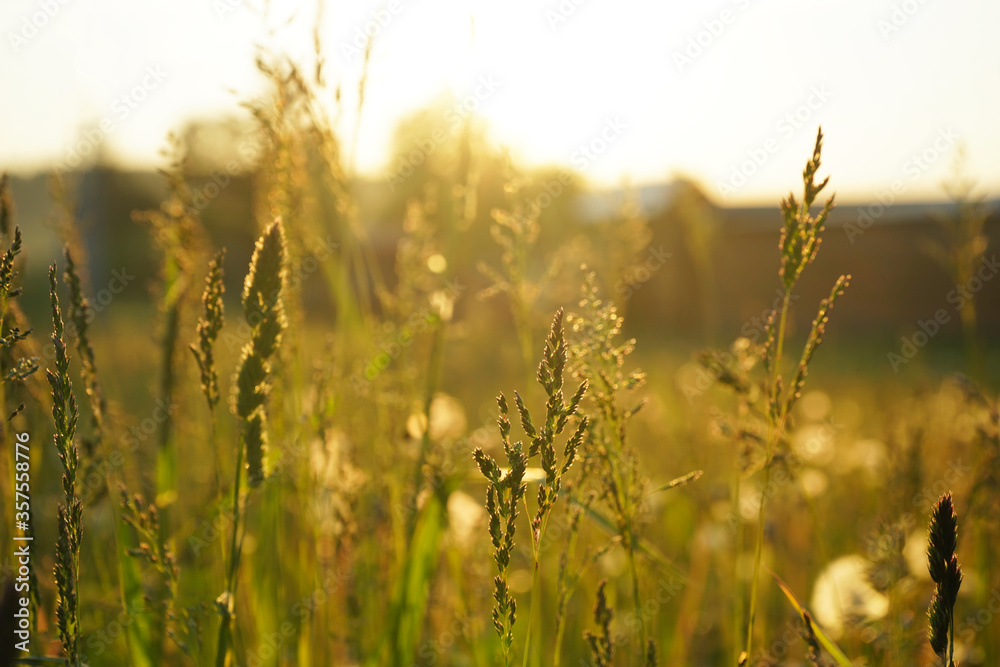 Sunset in the village. Grass in the sunset light. Rural landscape background. Golden twilight. Sunset in the village. Grass in the sunset light. Rural landscape background. Golden twilight.