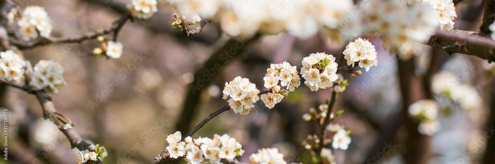 Beautiful Spiraea blossoms in spring season on blurry blue sky background. Selective focus. Beautiful Spiraea blossoms in spring season on blurry blue sky background. Selective focus.