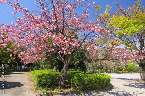 花咲く八重桜のある春の公園風景