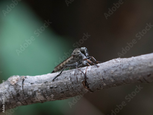 Robberfly resting on a branch