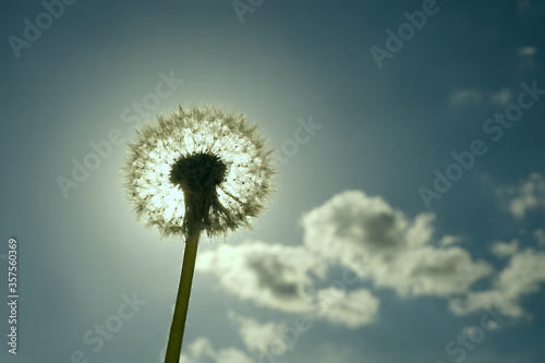 Dandelions in sunny sky background.