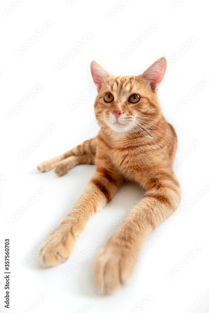 Orange cat. Portrait of tabby ginger cat over white background, wide angle. Adorable pet posing at studio. Cute domestic animal.