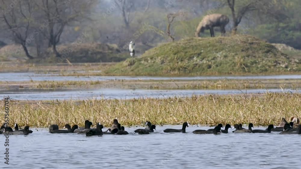 Eurasian coot or common coot or Australian coot or Fulica atra flock or group during winter migration at keoladeo national park or bird sanctuary, bharatpur, rajasthan, india Eurasian coot or common coot or Australian coot or Fulica atra flock or group during winter migration at keoladeo national park or bird sanctuary, bharatpur, rajasthan, india