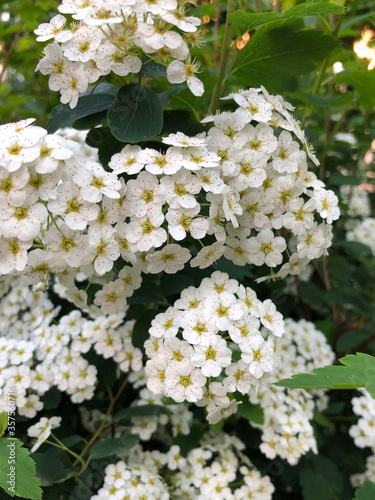Fototapeta Naklejka Na Ścianę i Meble -  white flowers of apple