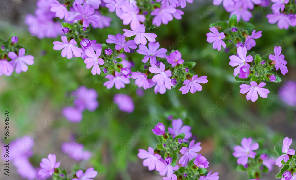 Small purple Erinus alpinus flowers near stone wall. Floral background. Small purple Erinus alpinus flowers near stone wall. Floral background.