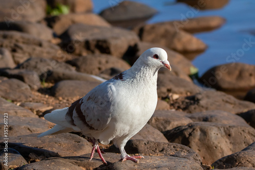 dove on the beach large stones. Toowoomba Queensland © tony