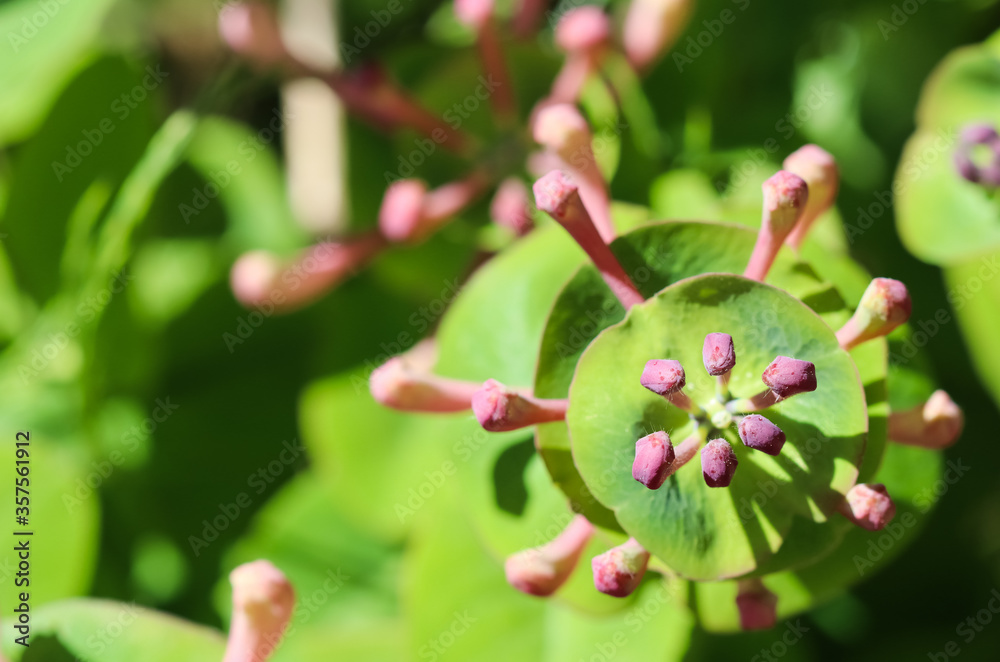 Pink Honeysuckle buds and flowers in the garden. Lonicera Etrusca Santi caprifolium, woodbine in bloom. Floral background Pink Honeysuckle buds and flowers in the garden. Lonicera Etrusca Santi caprifolium, woodbine in bloom. Floral background