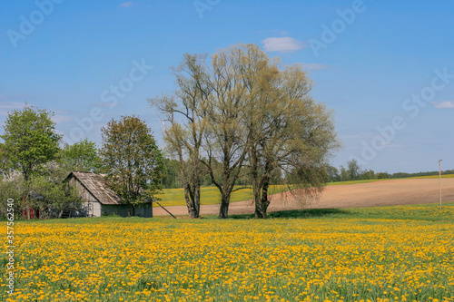 Summer landscape with a meadow of dandelions, trees and an old farm house