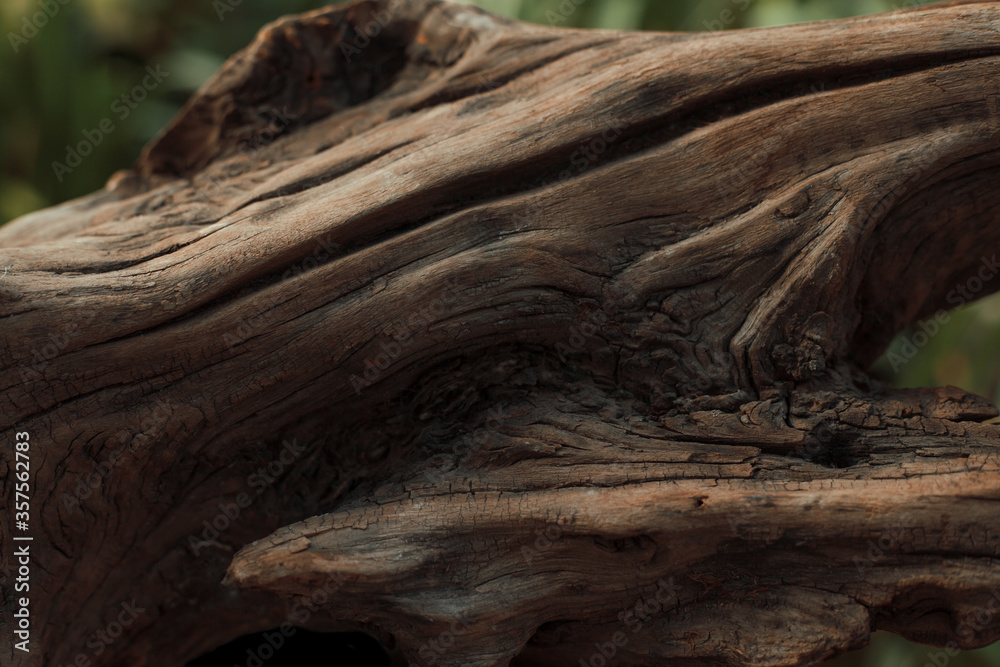 Bonsai trunk close up, wood texture Bonsai trunk close up, wood texture