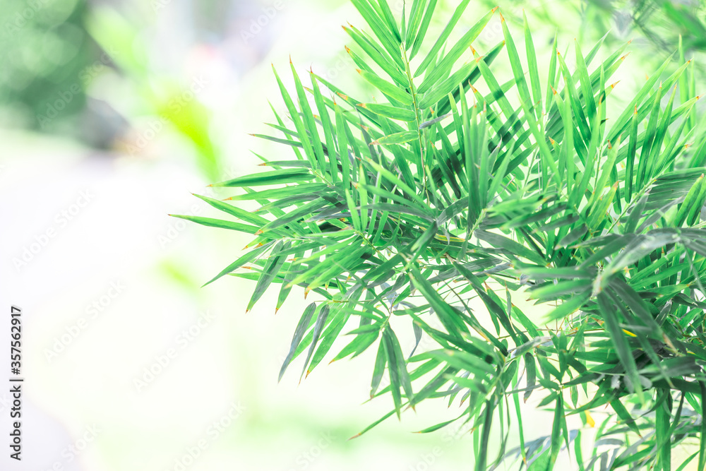 The natural blur background of the leaves, (green bamboo leaves), the back has a blue sky Changes according to the time of the sun which is reversing the horizon during the day The natural blur background of the leaves, (green bamboo leaves), the back has a blue sky Changes according to the time of the sun which is reversing the horizon during the day