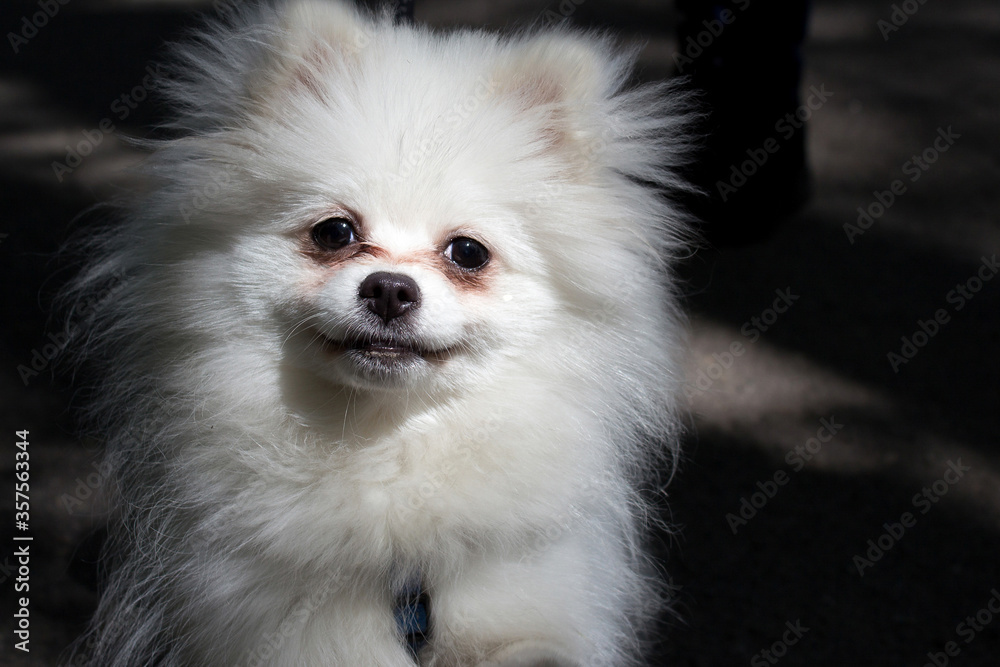 Smiling white puppy