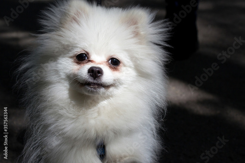 Fotografija Smiling white puppy