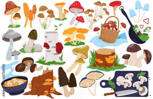 Mushroom vector illustrations. Cartoon flat set with forest farm edible or poisonous fungi mushroom, fresh boletus oyster, fungus morel, sliced champignon for cooking healthy food isolated on white