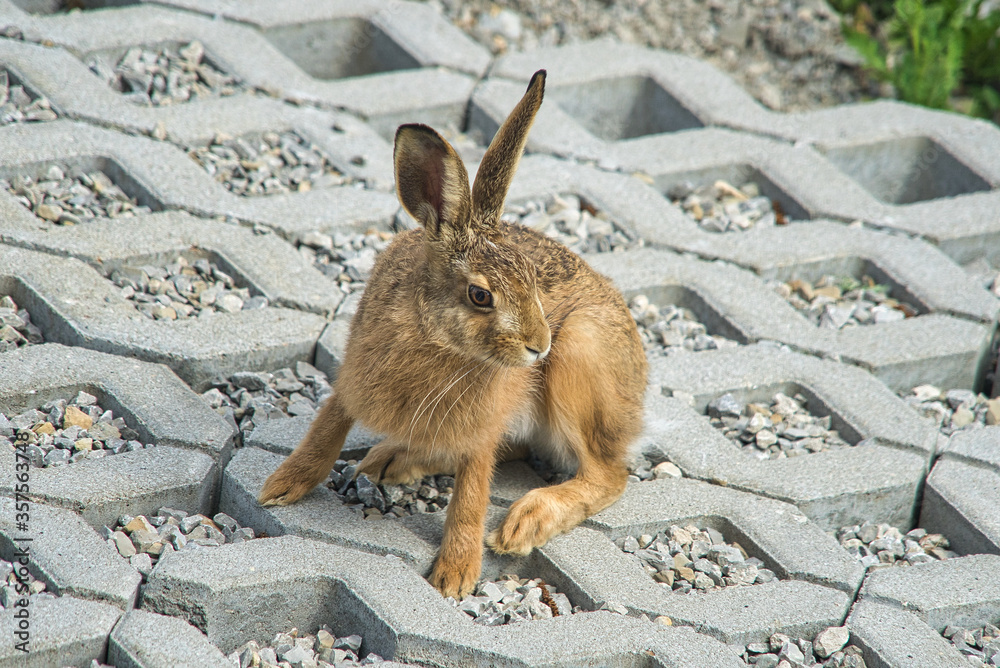 Ein brauner wilder Feldhase zu Besuch im Garten Stock Photo Adobe Stock