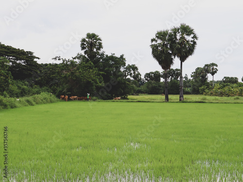 green field and trees