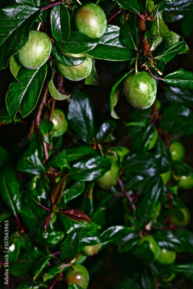 branches with fruits of unripe cherry plum on a dark background