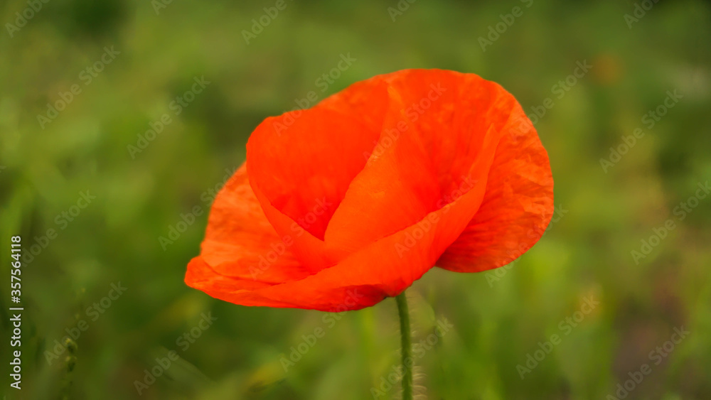 blooming beautiful red poppy, summer warm day blooming beautiful red poppy, summer warm day