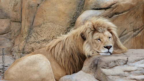 The lion lies in the aviary of the zoo.
