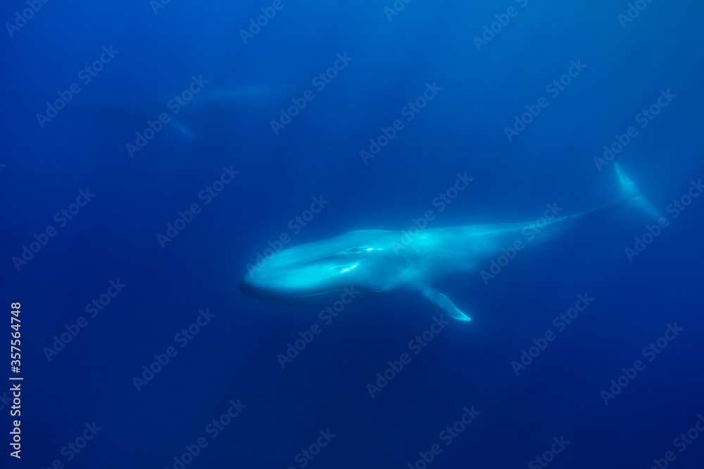 Blue whale and a fin whale in the background, Atlantic Ocean, Pico Island, The Azores.
