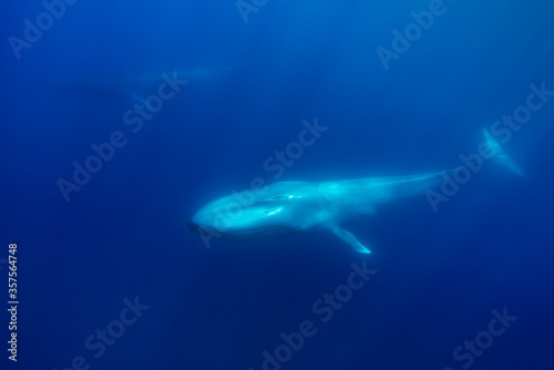 Blue whale and a fin whale in the background, Atlantic Ocean, Pico Island, The Azores.
