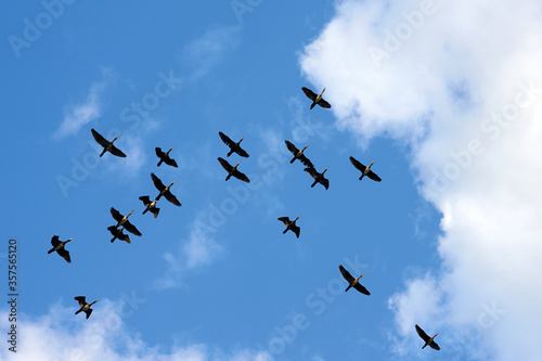Flock of cormorants flying in the blue sky