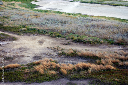 Grasses growing on white alkali soil near lake, soft light of sunset