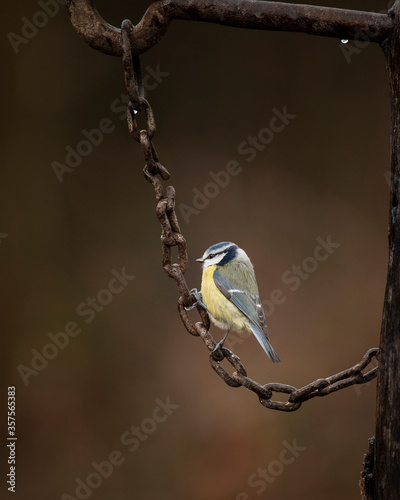 Image of Blue Tit bird Cyanistes Caeruleus on rusty chain in Spring sunshine and rain in garden