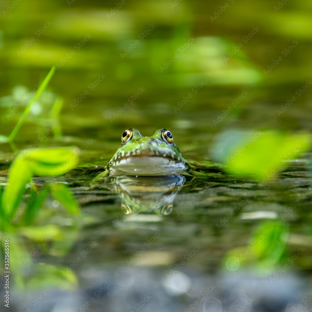 Grenouille verte et son reflet dans un étang Grenouille verte et son reflet dans un étang