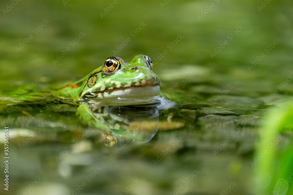 Grenouille verte et son reflet dans un étang Grenouille verte et son reflet dans un étang
