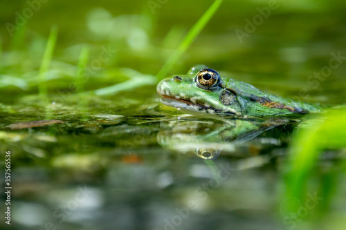 Grenouille verte et son reflet dans un étang