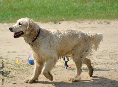 young wet golden retriever dog in a park