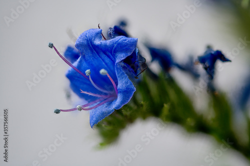 Echium vulgare, viper's bugloss or blueweed, blauer Natternkopf photo