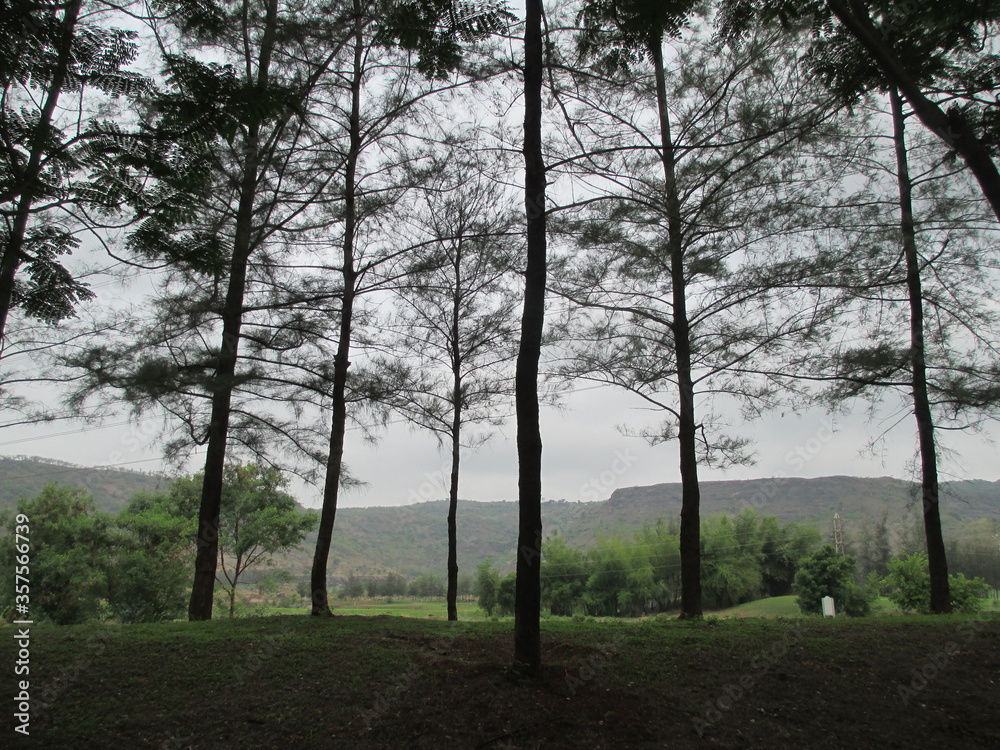 beautiful nature landscape scenic view of trees and plants beautiful nature landscape scenic view of trees and plants