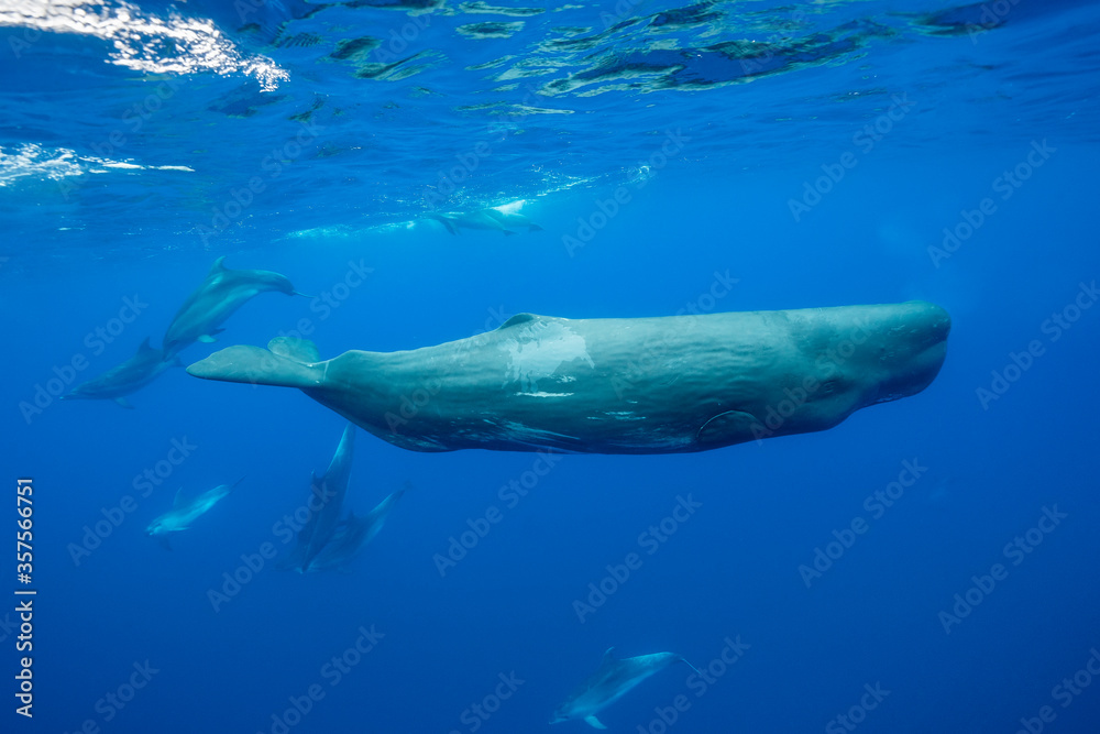 Sperm whales being harassed by a pod of bottlenosed dolphins, Atlantic Ocean, Pico Island, The Azores.