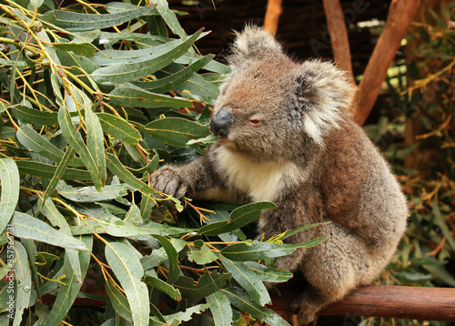 Photography Koala (Phascolarctos cinereus), a native Australian animal, eating eucalyptus leaves