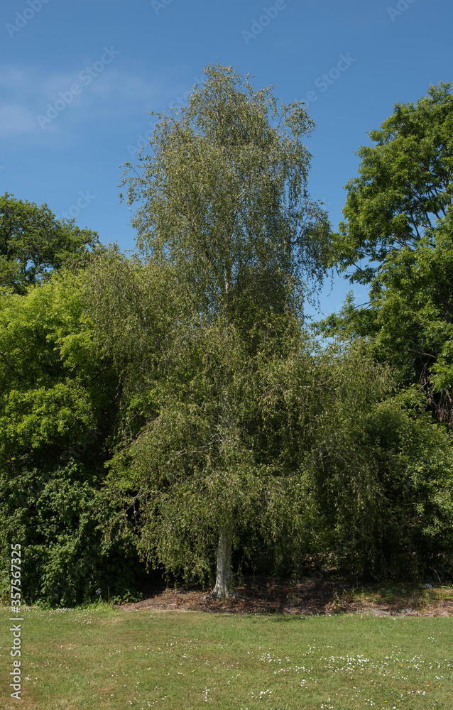 Summer Foliage of a Deciduous Hardwood Birch Tree (Betula) Growing in a Garden in Rural Devon, England, UK