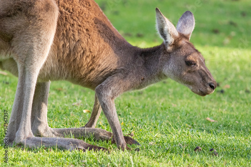 Close up portrait of a kangaroo in the wild from right side. Yanchep national park, Western Australia WA, Australia