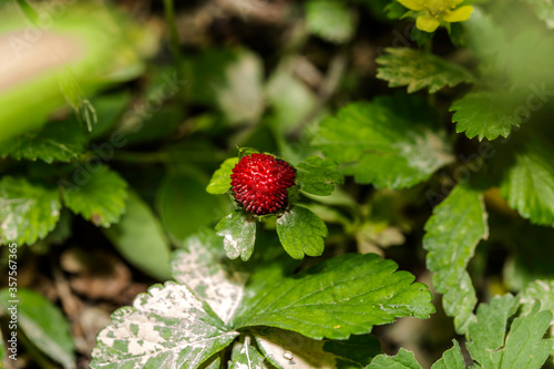 Wild strawberry on a bush.