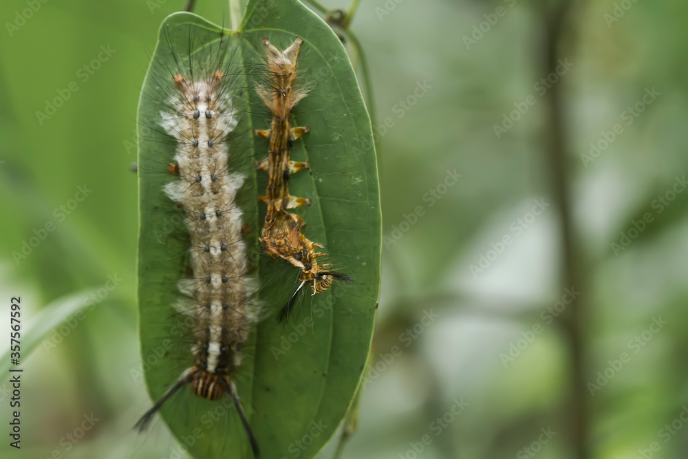 Fototapeta premium caterpillar on a leaf