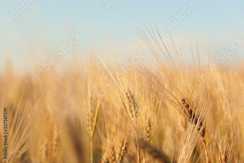 Wheat field in beautiful colors close-up