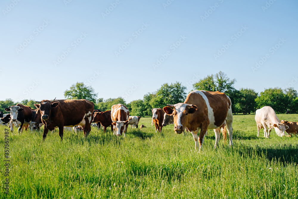 Curious cows in a field coming towards cameraman, lowering their heads.