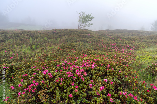Fog form the background for wild Rhododendrons in bloom in Ligurian Alps along the French-Italian border