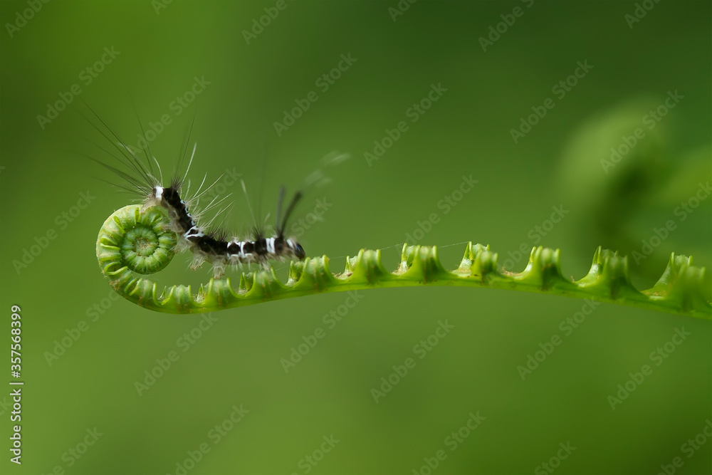 Caterpillar on Leaf