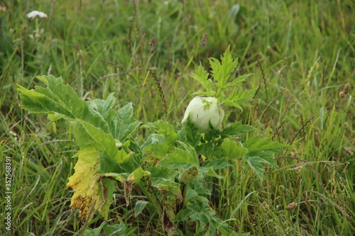 Hogweed plant which is dangerous for people when skin is toched