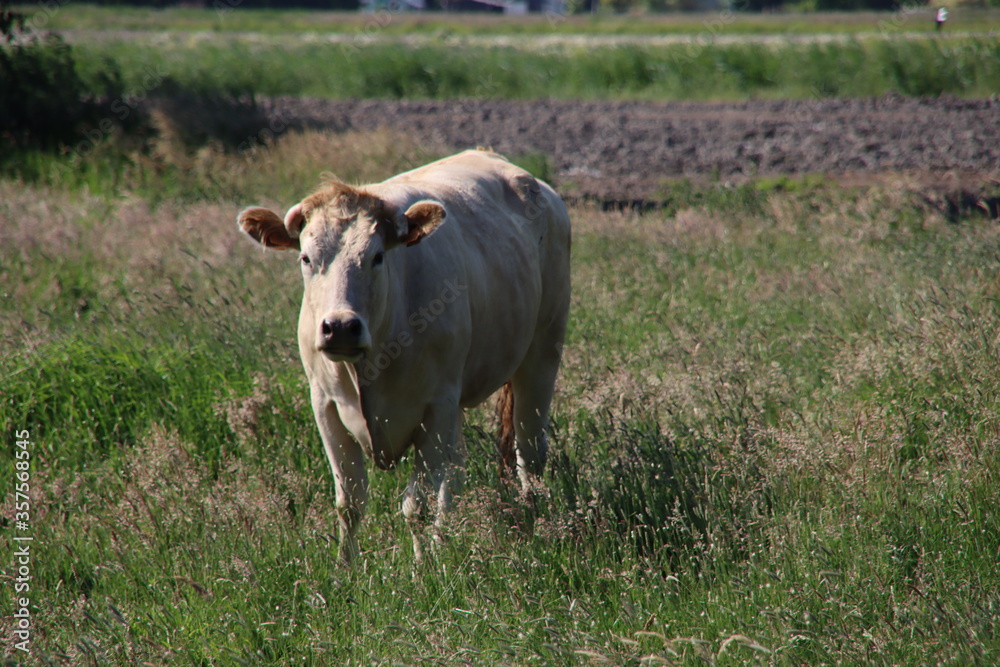 Grazing white cow in a land at farm in Moordrecht the Netherlands