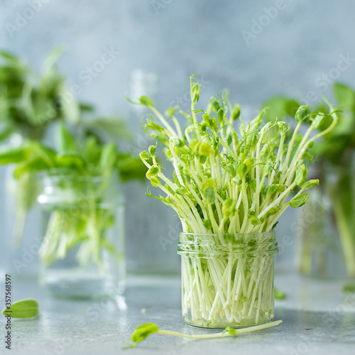 fresh pea microgreens in a glass jar