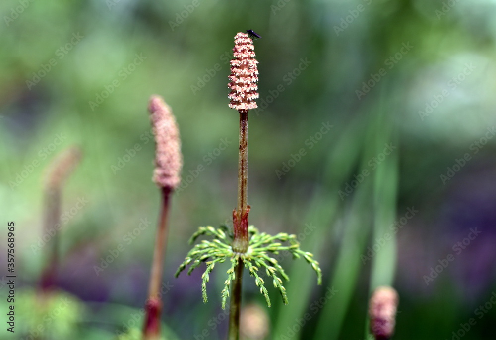 Sporenähre eines Wald-Schachtelhalms Sporenähre eines Wald-Schachtelhalms